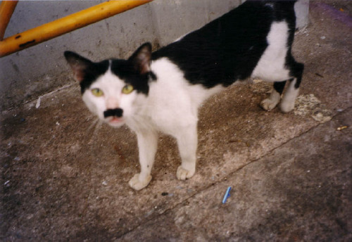 Thai Kitler owned by Heiko