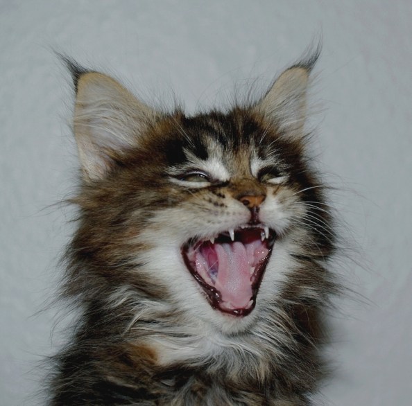 laughing kitty