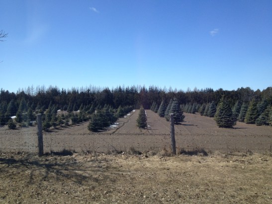 Christmas trees next to The Canadian One's dad's house