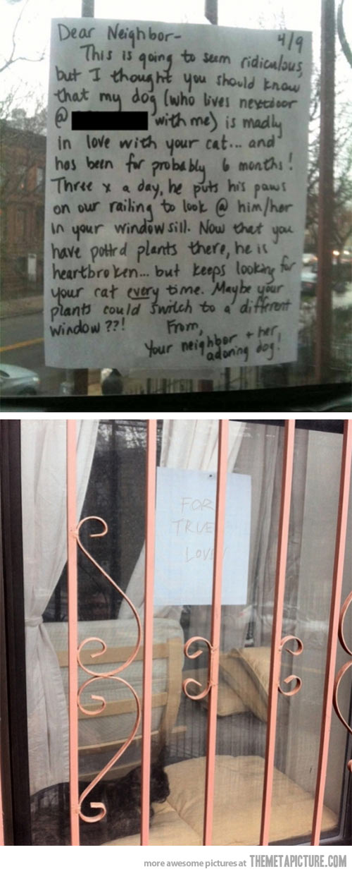 funny-note-cat-dog-love