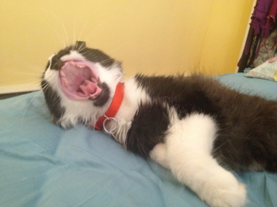 We put a collar on him once...just once....