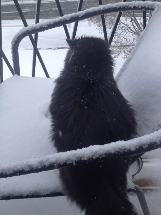 We introduce Louie to the snow...he hates it! 