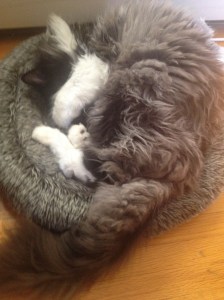 Louie is never impressed when I wake up and promptly covers his eyes