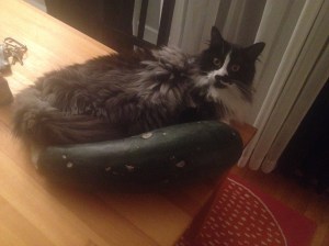 Louie and the Zucchini